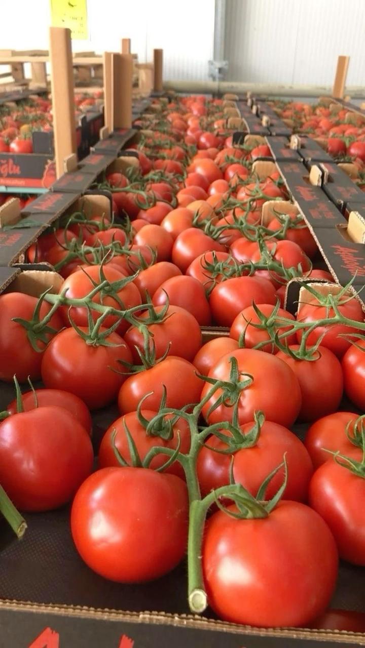 Tomatoes